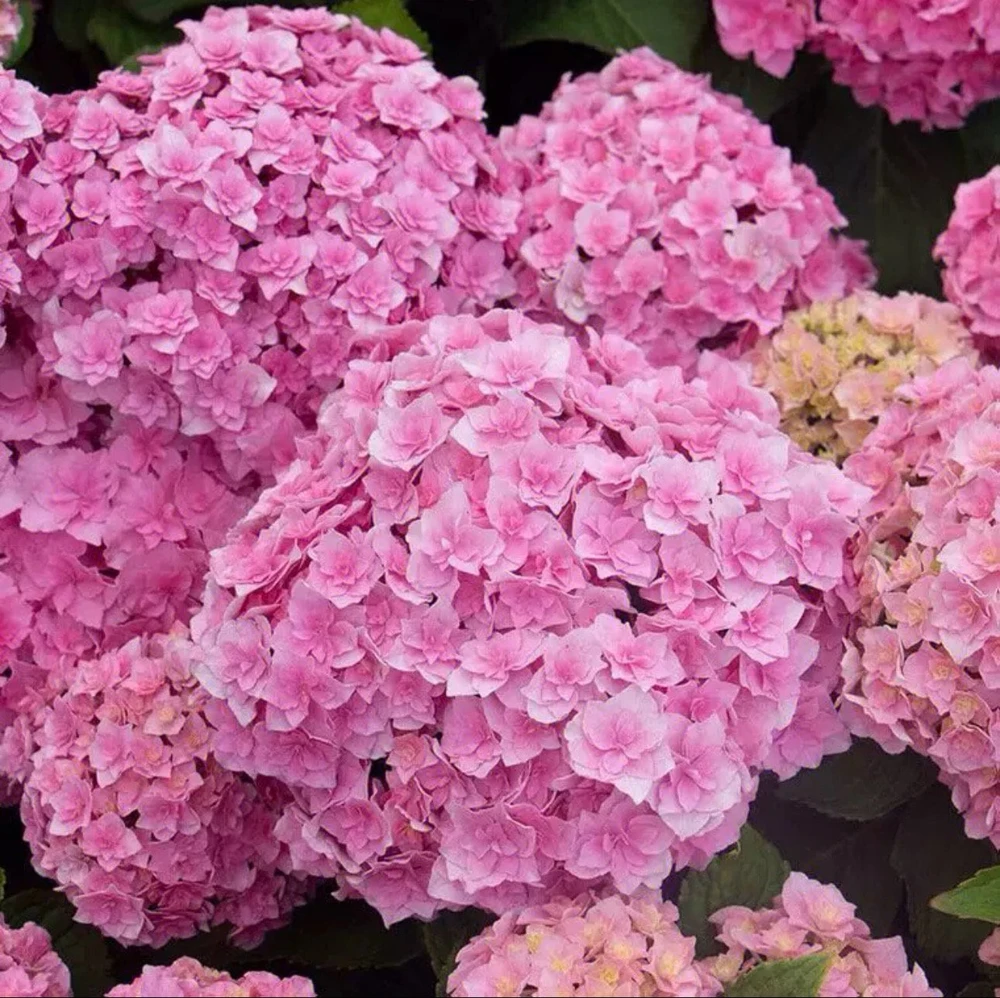 Smooth Hydrangea Live Plant – 1 Gallon Pot – Rooted Shrub for Outdoor Gardens - Image 1
