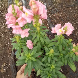 Snapdragon Sonnet Pink Live Plants – Set of 6, 3-Inch Pots, Outdoor Flower - Image 2