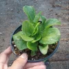 Sorrel Live Plant – 4 inch Pot – Culinary Herb – Indoor/Outdoor - Image 1