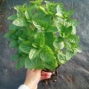 Spearmint Live Plant – Fresh Mint Herb in 6-Inch Pot – Indoor/Outdoor - Image 1