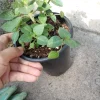 Spicy Globe Basil Live Plant – Culinary Herb – 6 inch Pot – Indoor/Outdoor - Image 1