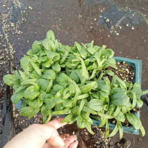 Spinach Corvairs Melody Live Plants – 6-Set, 3-inch Pots – Edible Greens - Image 1