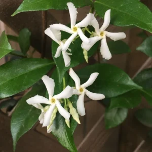 Star Jasmine Live Cuttings - 7-Pack, 6 inch Unrooted Climbing Vine, Outdoor - Image 2