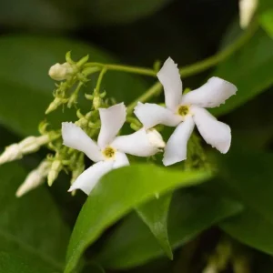 Star Jasmine Live Cuttings - 7-Pack, 6 inch Unrooted Climbing Vine, Outdoor - Image 1