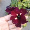 Starry Sky Burgundy Petunia Live Plant - 6 Inch Pot - Outdoor Annual - Image 1