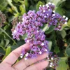 Statice Live Plant – Limonium Sinuatum – 4 inch Pot – Outdoor Annual Flower - Image 1