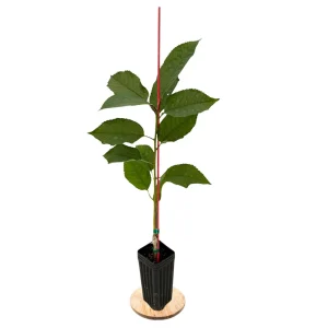 Stella Cherry Tree Live Plant - Self-Pollinating Fruit Tree - USDA Zones 5-8 - Image 2