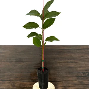 Stella Cherry Tree Live Plant - Self-Pollinating Fruit Tree - USDA Zones 5-8 - Image 3