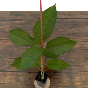 Stella Cherry Tree Live Plant - Self-Pollinating Fruit Tree - USDA Zones 5-8 - Image 6