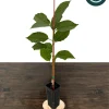 Stella Cherry Tree Live Plant - Self-Pollinating Fruit Tree - USDA Zones 5-8 - Image 1