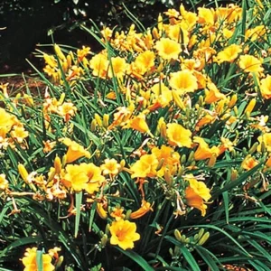 Stella de Oro Daylily Live Plant – Yellow Hemerocallis – 6-12