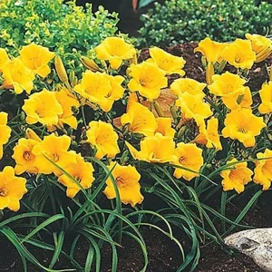 Stella de Oro Daylily Live Plant – Yellow Hemerocallis – 6-12