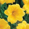 Stella de Oro Daylily Live Plant – Yellow Hemerocallis – 6-12" Rooted Flower Plant – Indoor & Outdoor - Image 1