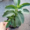 Stevia Sweet Tea Live Plant - 6 inch Pot - Indoor/Outdoor Herb - Image 1