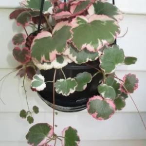 Strawberry Begonia Live Plant Variegated Tricolor 4