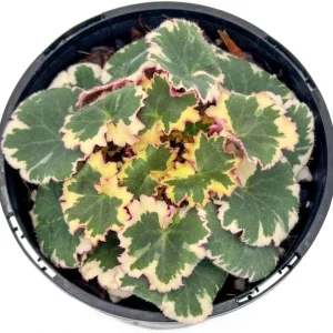 Strawberry Begonia Live Plant Variegated Tricolor 4