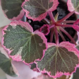 Strawberry Begonia Live Plant Variegated Tricolor 4