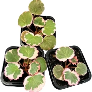 Strawberry Begonia Live Plant Variegated Tricolor 4