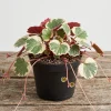 Strawberry Begonia Live Plant Variegated Tricolor 4" Pot Indoor Houseplant - Image 1