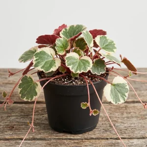 Strawberry Begonia Live Plant Variegated Tricolor 4