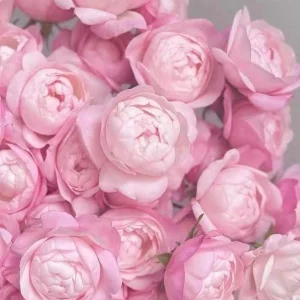Strawberry Macaron Rose Live Plant - Pink Shrub Rose, Peony-like Blooms - Image 2