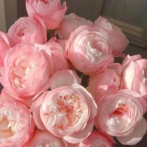 Strawberry Macaron Rose Live Plant - Pink Shrub Rose, Peony-like Blooms - Image 3