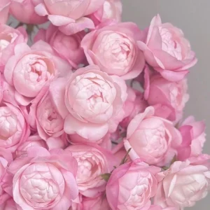 Strawberry Macaron Rose Live Plant - Pink Shrub Rose, Peony-like Blooms - Image 4