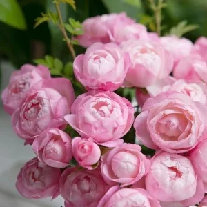 Strawberry Macaron Rose Live Plant - Pink Shrub Rose, Peony-like Blooms - Image 5