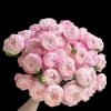 Strawberry Macaron Rose Live Plant - Pink Shrub Rose, Peony-like Blooms - Image 1