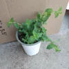 Strawberry Mint Live Plant, 6 inch Pot, Aromatic Herb for Culinary & Garden - Image 1