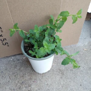 Strawberry Mint Live Plant, 6 inch Pot, Aromatic Herb for Culinary & Garden - Image 1