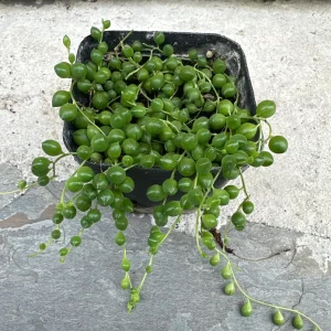 String of Pearls Live Plant - Senecio rowleyanus - 4 inch Pot - Indoor Trailing Succulent - Image 2