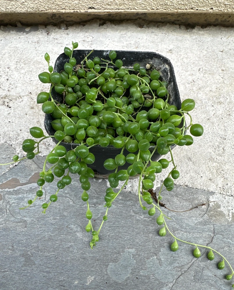 String of Pearls Live Plant - Senecio rowleyanus - 4 inch Pot - Indoor Trailing Succulent - Image 2