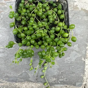 String of Pearls Live Plant - Senecio rowleyanus - 4 inch Pot - Indoor Trailing Succulent - Image 3