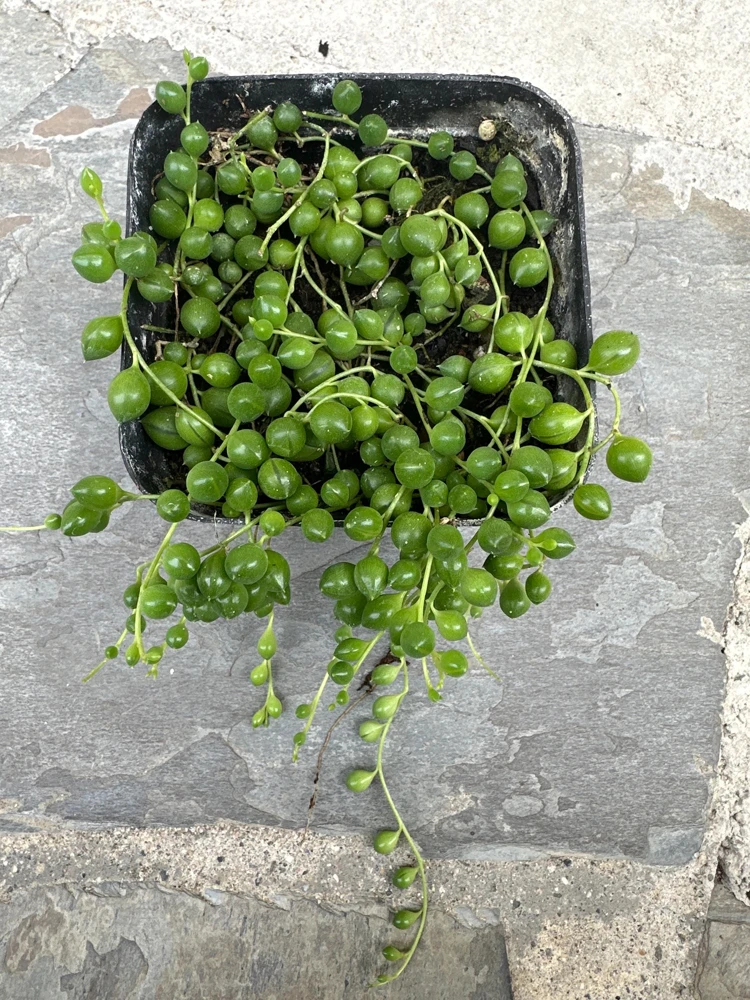 String of Pearls Live Plant - Senecio rowleyanus - 4 inch Pot - Indoor Trailing Succulent - Image 3