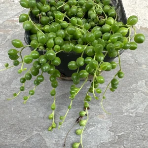 String of Pearls Live Plant - Senecio rowleyanus - 4 inch Pot - Indoor Trailing Succulent - Image 4