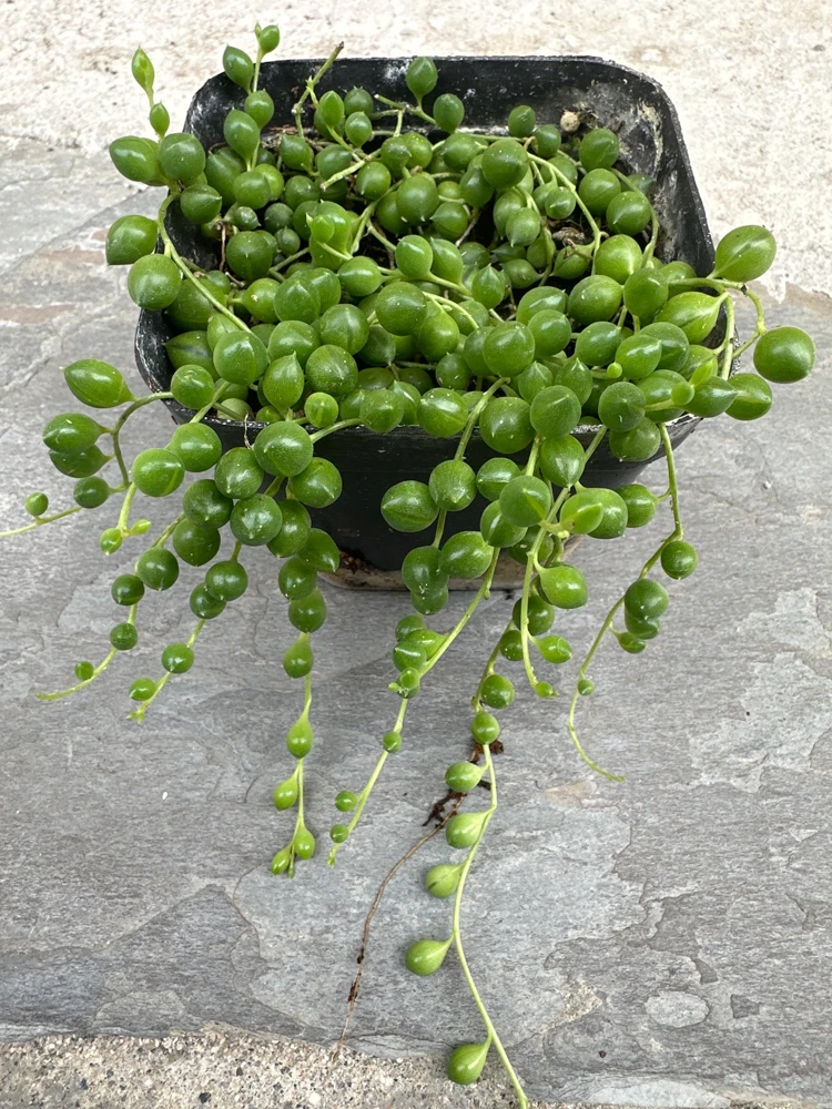 String of Pearls Live Plant - Senecio rowleyanus - 4 inch Pot - Indoor Trailing Succulent - Image 4