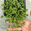 String of Pearls Live Plant - Senecio rowleyanus - 4 inch Pot - Indoor Trailing Succulent - Image 1
