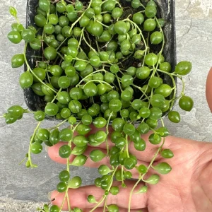 String of Pearls Live Plant - Senecio rowleyanus - 4 inch Pot - Indoor Trailing Succulent - Image 1