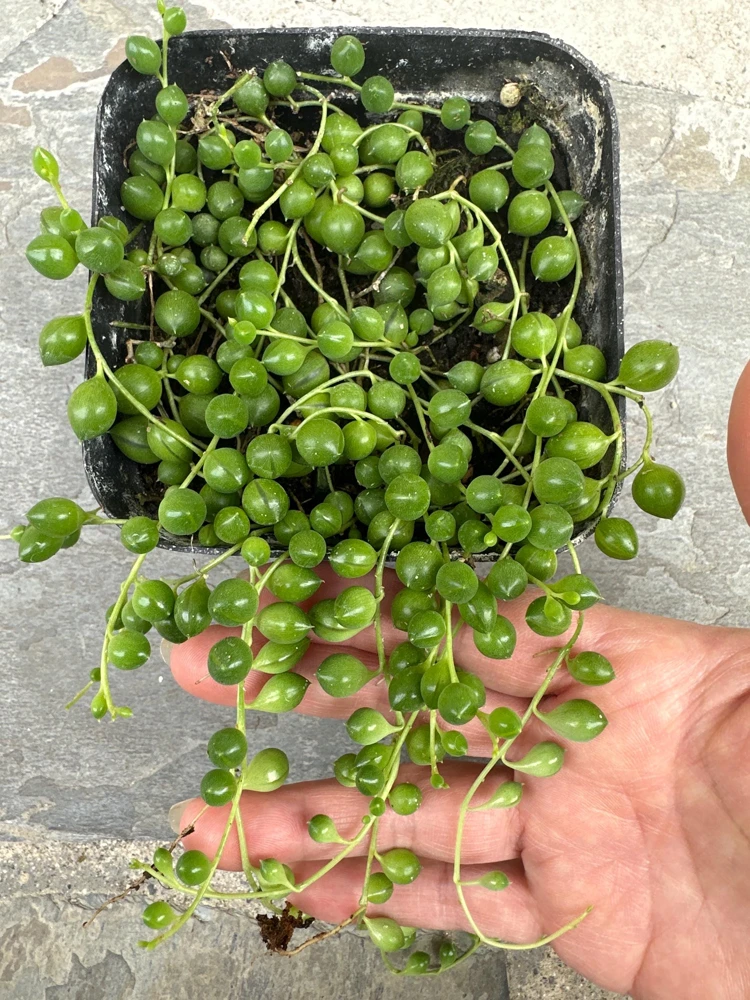 String of Pearls Live Plant - Senecio rowleyanus - 4 inch Pot - Indoor Trailing Succulent - Image 1