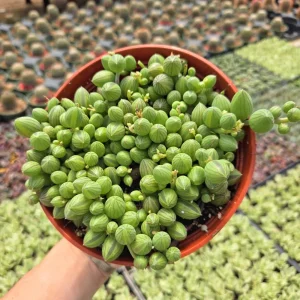 String of Watermelon Live Plant – Senecio Herreianus – 4 inch Potted Houseplant - Image 10
