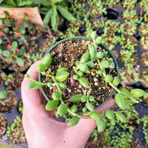 String of Watermelon Live Plant – Senecio Herreianus – 4 inch Potted Houseplant - Image 8