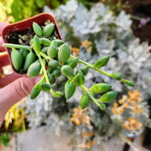 String of Watermelon Live Plant – Senecio Herreianus – 4 inch Potted Houseplant - Image 9