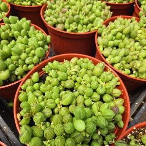 String of Watermelon Succulent Live Plant – 2