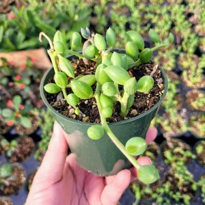 String of Watermelon Succulent Live Plant – 2