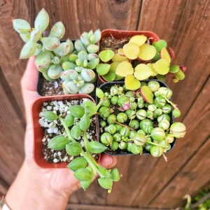 String Succulent Live Plant Set - 4 Plants in 2 Inch Pots, Indoor - Image 2