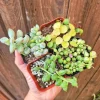 String Succulent Live Plant Set - 4 Plants in 2 Inch Pots, Indoor - Image 1