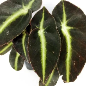Striped Begonia Live Plant - Rare Dark Foliage Houseplant - 4
