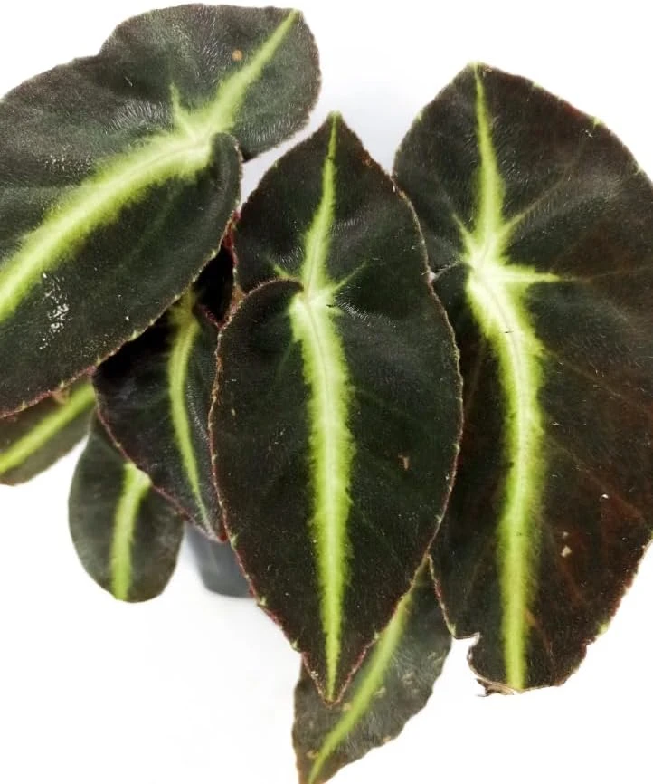 Striped Begonia Live Plant - Rare Dark Foliage Houseplant - 4" Pot - Image 2