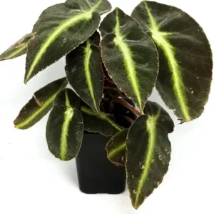 Striped Begonia Live Plant - Rare Dark Foliage Houseplant - 4